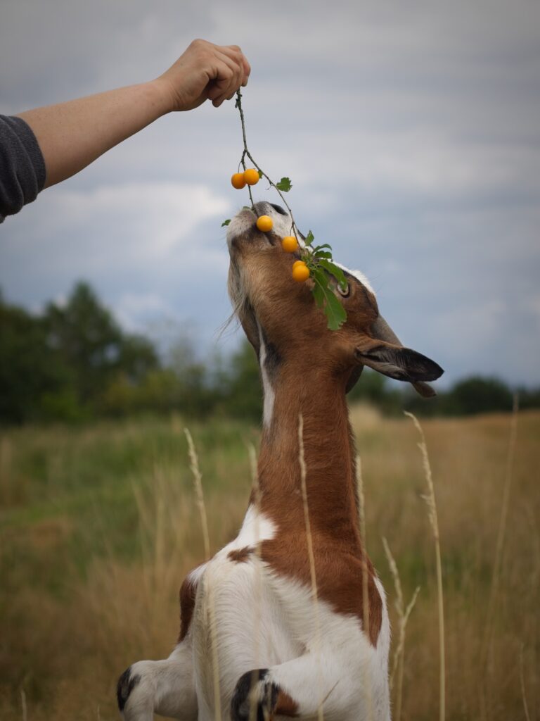familienspaziergang mit ziegen und hunden high res (70)