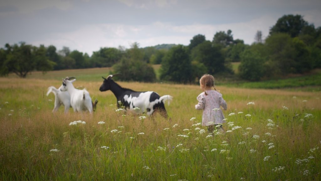 familienspaziergang-mit-ziegen-und-hunden-high-res-119
