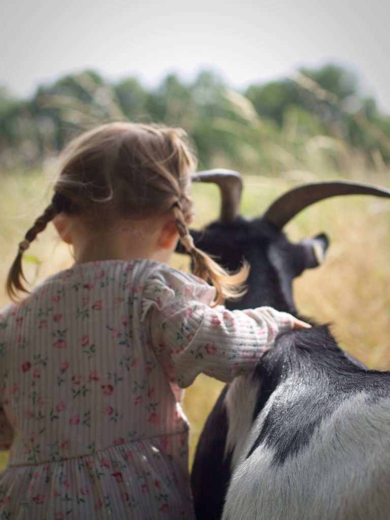 familienspaziergang-mit-ziegen-und-hunden-high-res-123