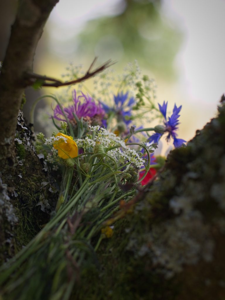 familienspaziergang-mit-ziegen-und-hunden-high-res-125
