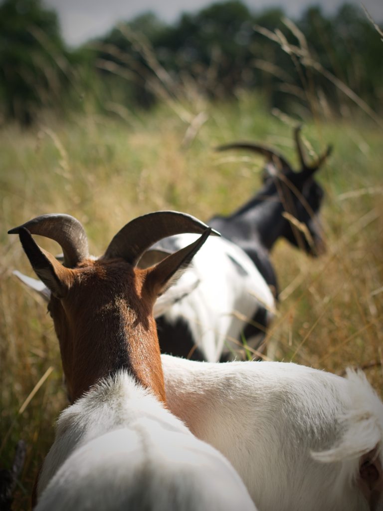 familienspaziergang-mit-ziegen-und-hunden-high-res-126